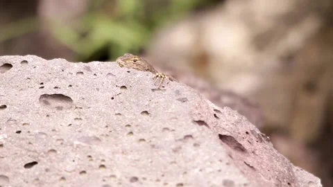 Spiny lizard hanging around the volcanic rock under the Mexican sun Stock-Footage 131661142