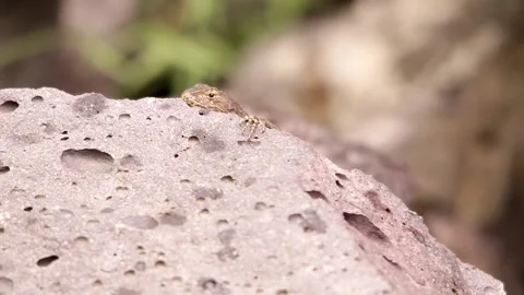 Spiny lizard hanging around the volcanic rock under the Mexican sun Stock-Footage 131661174