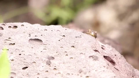 Spiny lizard hanging around the volcanic rock under the Mexican sun Stock-Footage 131661205