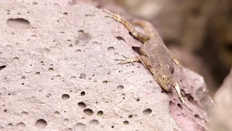 Spiny lizard hanging around the volcanic rock under the Mexican sun Stock-Footage 131661286
