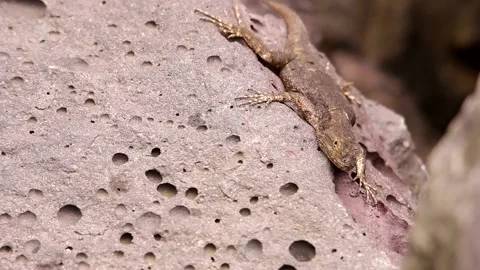 Spiny lizard hanging around the volcanic rock under the Mexican sun Stock-Footage 131661322