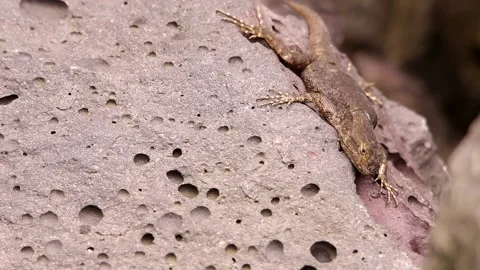 Spiny lizard hanging around the volcanic rock under the Mexican sun Stock-Footage 131661408