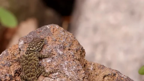 Spiny lizard hanging around the volcanic rock under the Mexican sun Stock-Footage 131661429