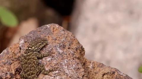 Spiny lizard hanging around the volcanic rock under the Mexican sun Stock-Footage 131661454