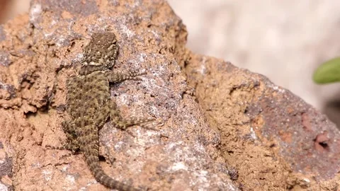 Spiny lizard hanging around the volcanic rock under the Mexican sun Stock-Footage 131661520