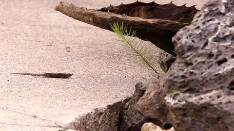 Spiny lizard hanging around the volcanic rock under the Mexican sun Stock-Footage 131661521