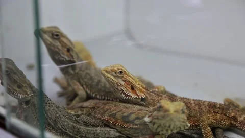 Spiny lizard looks at camera intently Stock Footage 299370402