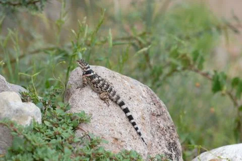 Spiny lizard Stock Photos