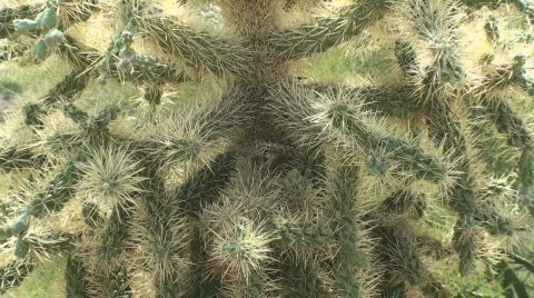 Spiny Lizard, Spiny Cactus Stock Footage