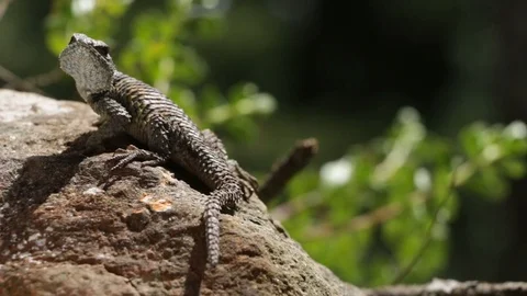 Spiny lizards of mexico Sceloporus taking the sun Vídeos de archivo 119406524