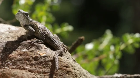 Spiny lizards of mexico Sceloporus warming up Video stock 119406512