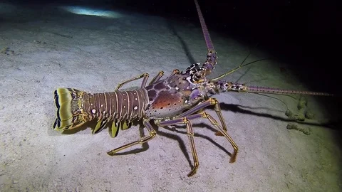 Spiny Lobster Belize Stock Footage 85609739