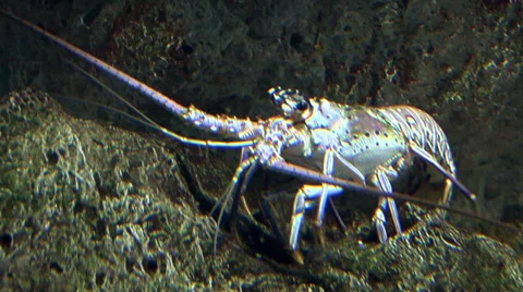 Spiny Lobster Crawling on the Reef Video stock 35861143