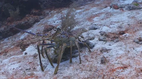 Spiny Lobster (day) Видео 7730682