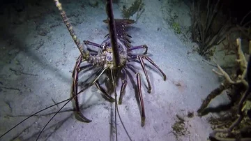 Spiny Lobster Dirty Stock Footage 85653560