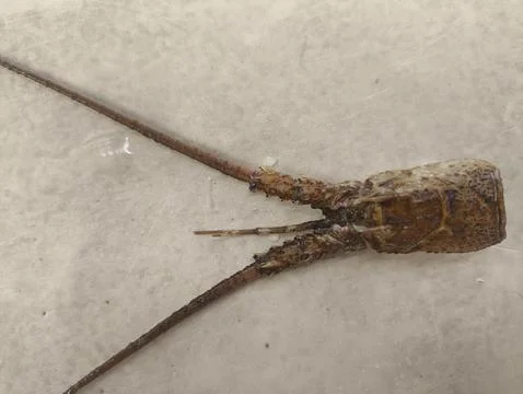 Spiny lobster exoskeleton shell after molting process in marine biology study 스톡 사진