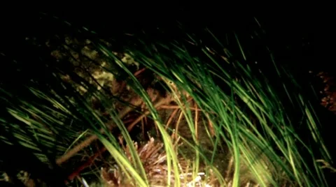 SPINY LOBSTER Stock Footage 10855271