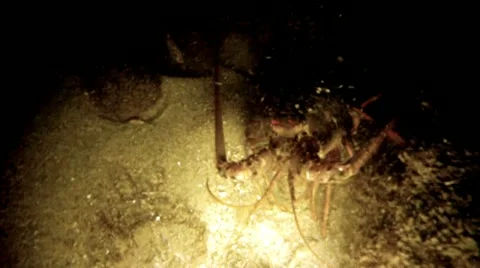SPINY LOBSTER Stock Footage 10855306