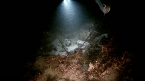 SPINY LOBSTER Stock Footage 10855369