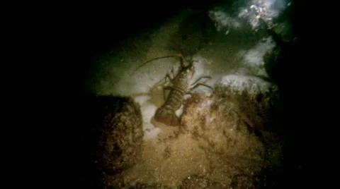 SPINY LOBSTER Stock Footage 10855391