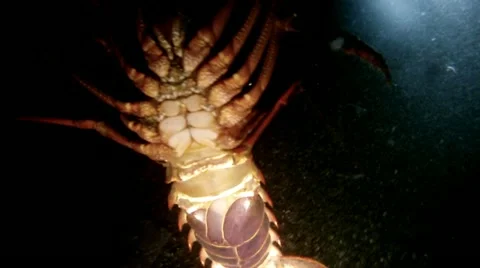 SPINY LOBSTER Stock Footage 10855460