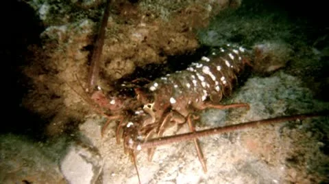 SPINY LOBSTER Stock Footage 10855494