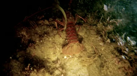 SPINY LOBSTER Stock Footage 10855512