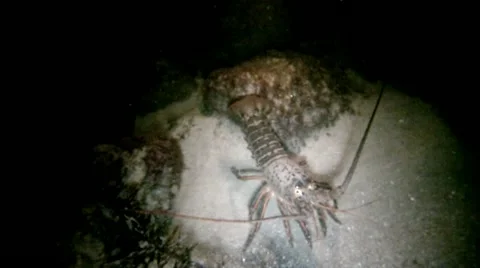 SPINY LOBSTER Stock Footage 10855540