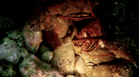 SPINY LOBSTER Stock Footage 10855618