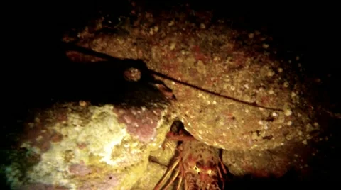 SPINY LOBSTER Stock Footage 10855732