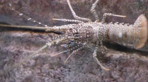 Spiny lobster Stock Footage 22374819