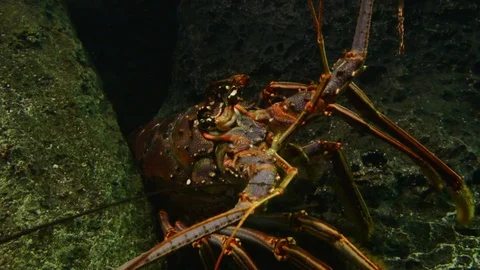 Spiny Lobster 스톡 동영상 73340701