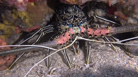 Spiny Lobster Stock Footage 77256617