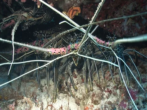 Spiny Lobster Stock Footage 98703084