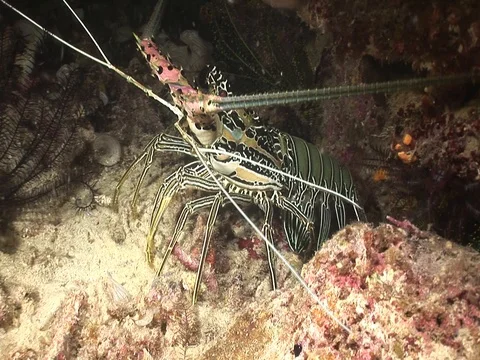 Spiny Lobster Stock Footage 98704024