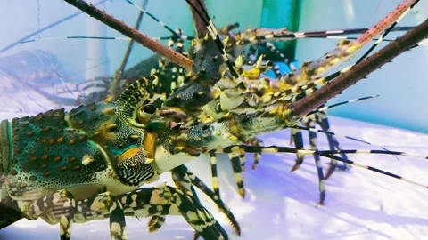 Spiny lobster Vídeo Stock 339259480