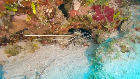Spiny lobster hiding in hole on tropical coral reef Video stock 194626341