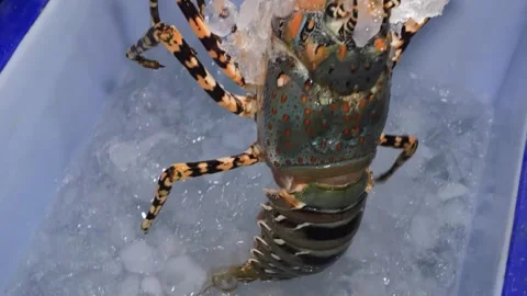 Spiny Lobster Kept Fresh on Crushed Ice in Container Stock Footage 344224071