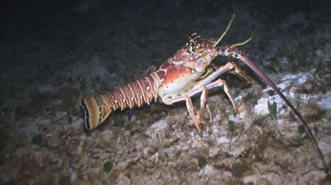 Spiny Lobster (night) Vídeo Stock 7730786
