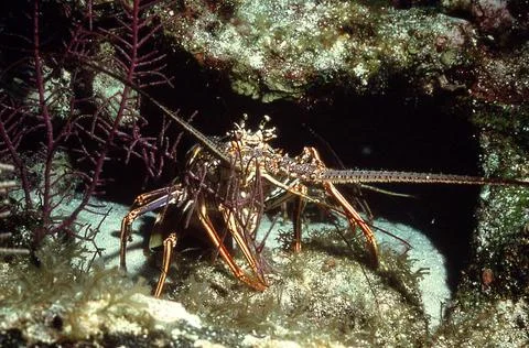 Spiny Lobster Stock Photos