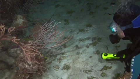 Spiny lobster in rays of flashlight in hands of diver on underwater seabed. Stock Footage 234866555