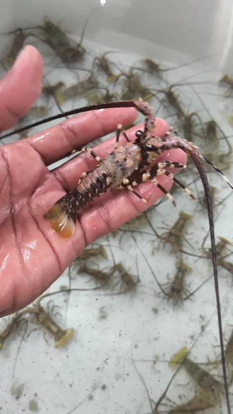 Spiny Lobster Seed Held by Hand in Aquaculture Hatchery Nursery Tank Stock Footage 343856460