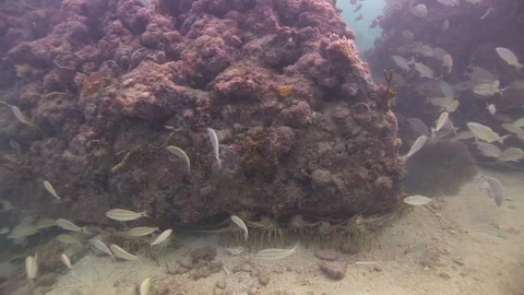 Spiny Lobster under reef Stock Footage 98215438