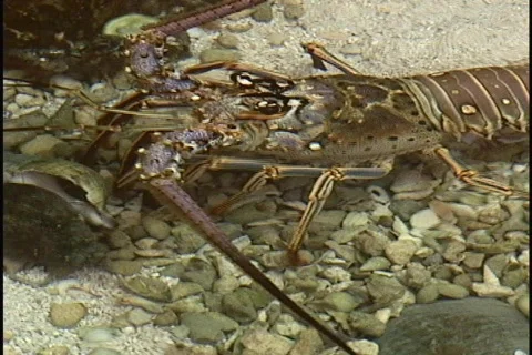 Spiny Lobster Underwater Digging Stock Footage 141832