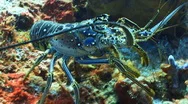 Spiny Lobster Walking Coral Reef Stock Footage
