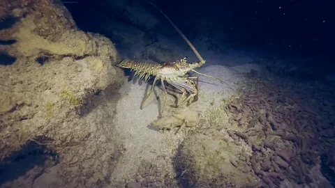 Spiny lobster walking on ocean floor coral reef Stock Footage 79274584