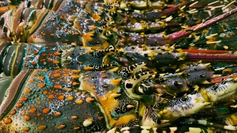 Spiny lobster2 動画素材 339259477