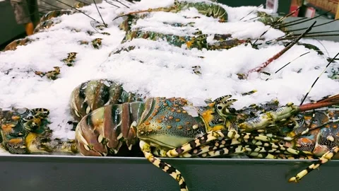 Spiny lobster4 Видео 339259487