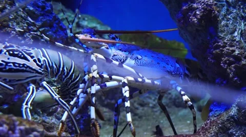 Spiny Lobsters Stock Footage 44269760