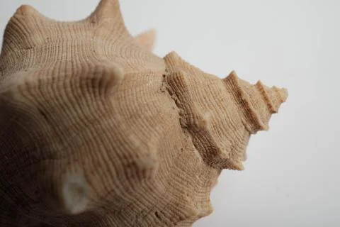 Spiny Murex Seashell Close Up Macro Texture Spines Detail White Backgrou Stock Photos